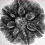 7 Mukhi Rudraksha 27.3mm 8.06gm - Inverse xray