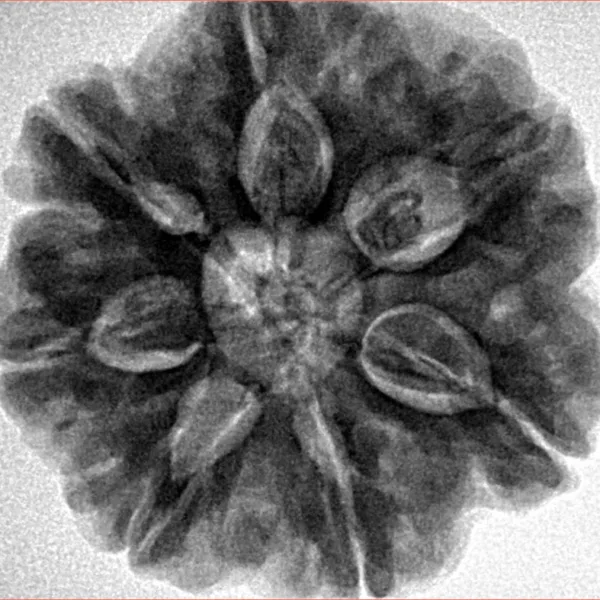 7 Mukhi Rudraksha 27.3mm 8.06gm - Inverse xray
