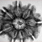 8 Mukhi Rudraksha 29mm 5.1gm - Inverse xray