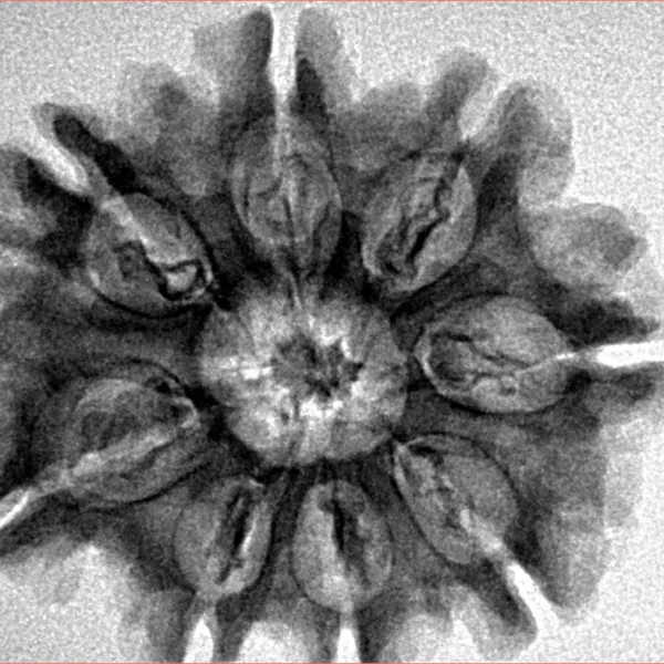 8 Mukhi Rudraksha 29mm 5.1gm - Inverse xray