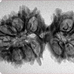 19 MK Gaurishankar 34.2mm 4.12gm - Inverse xray
