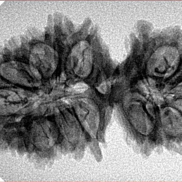 19 MK Gaurishankar 34.2mm 4.12gm - Inverse xray