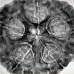 5 Mukhi Rudraksha 31.5mm 8.72gm - Inverse xray