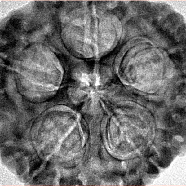 5 Mukhi Rudraksha 31.5mm 8.72gm - Inverse xray