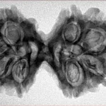 8 MK Gaurishankar 36.5mm 5.8gm - Inverse xray