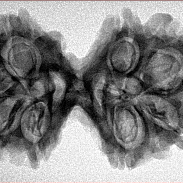 8 MK Gaurishankar 36.5mm 5.8gm - Inverse xray