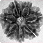 7 Mukhi Rudraksha 26.1mm 5.69gm - Inverse xray