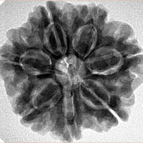 7 Mukhi Rudraksha 26.1mm 5.69gm - Inverse xray
