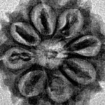 8 Mukhi Rudraksha 19.8mm 2.18gm - Inverse xray