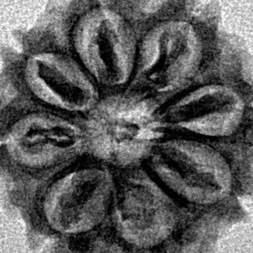 8 Mukhi Rudraksha 19.8mm 2.18gm - Inverse xray
