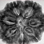 7 Mukhi Rudraksha 29.6mm 8.16gm - Inverse xray