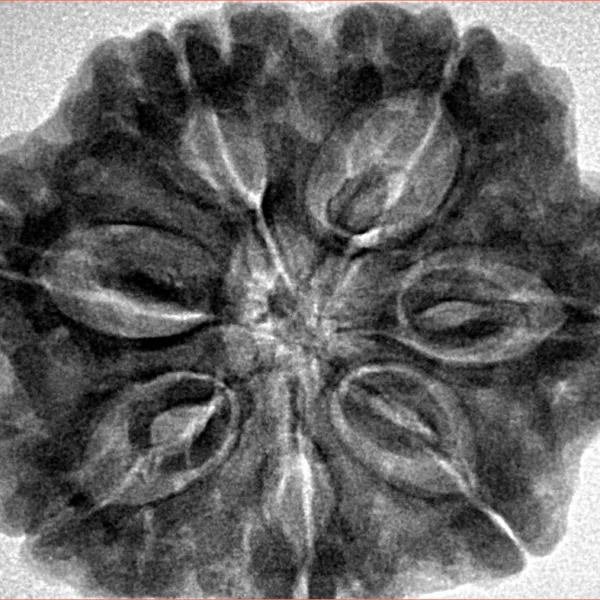 7 Mukhi Rudraksha 29.6mm 8.16gm - Inverse xray