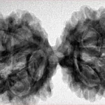 10 Mk Gaurishankar 41mm 8gm - Inverse xray