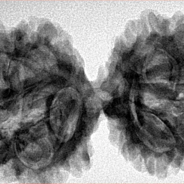 10 Mk Gaurishankar 41mm 8gm - Inverse xray