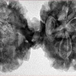 10 Mukhi Mini Trijuti 42.8mm 9.18gm - Inverse xray