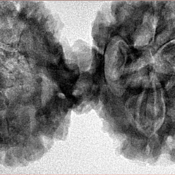 10 Mukhi Mini Trijuti 42.8mm 9.18gm - Inverse xray