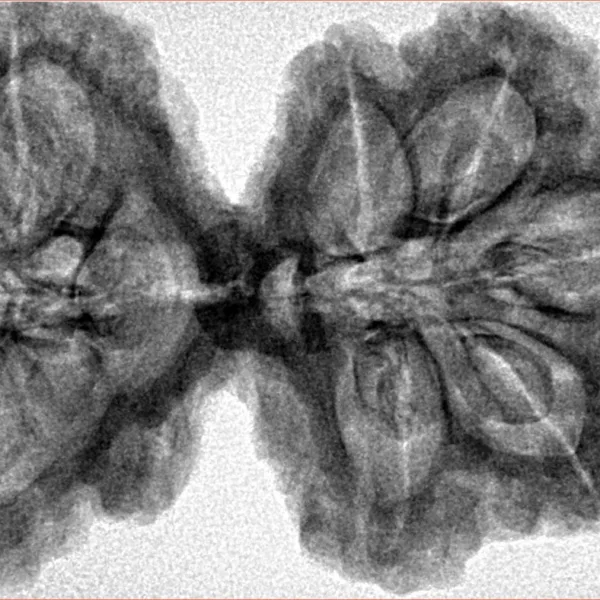 9 MK Gaurishankar 39.3mm 7.49gm - Inverse xray