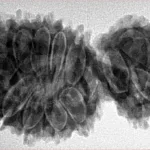 16 Mukhi Gaurishankar 38mm 6.83gm - Origin: Nepal - Inverse xray