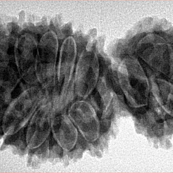 16 Mukhi Gaurishankar 38mm 6.83gm - Origin: Nepal - Inverse xray