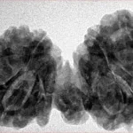10 Mukhi Mini Trijuti 38mm 7.06gm - Inverse xray