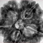 5 Mukhi Rudraksha 31.1mm 9.64gm - Inverse xray