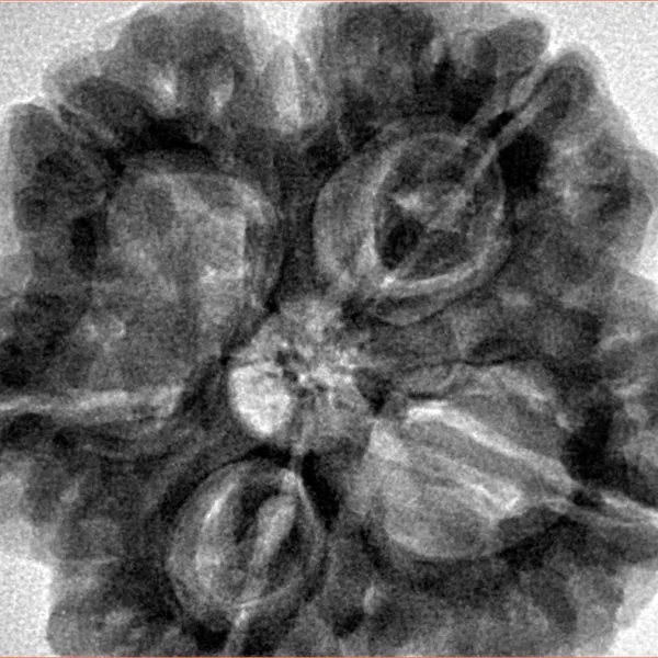 5 Mukhi Rudraksha 31.1mm 9.64gm - Inverse xray