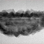1 Mukhi Rudraksha 33.9mm 3.56gm - Inverse xray