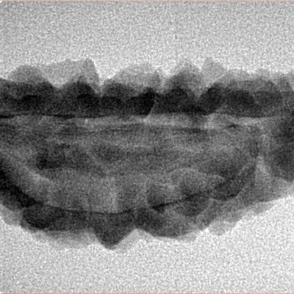 1 Mukhi Rudraksha 33.9mm 3.56gm - Inverse xray