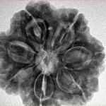 7 Mukhi Rudraksha 26.5mm 6.53gm - Inverse xray