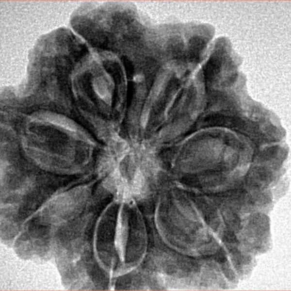 7 Mukhi Rudraksha 26.5mm 6.53gm - Inverse xray