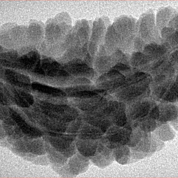 1 Mukhi Rudraksha 35.6mm 5.28gm - Inverse xray