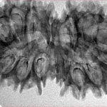 16 Mukhi Gaurishankar 37.9mm 4.94gm - Inverse xray