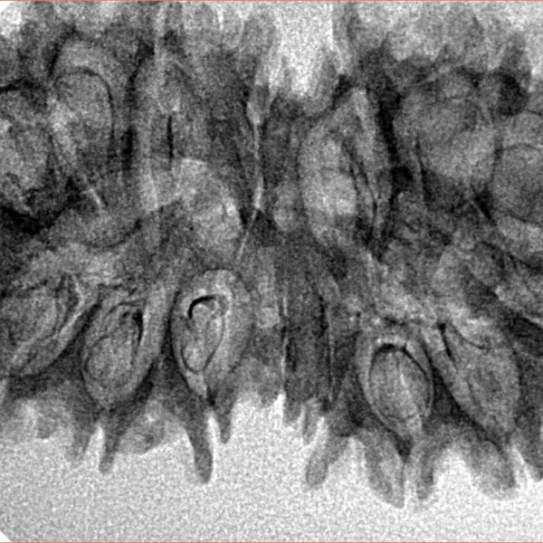 16 Mukhi Gaurishankar 37.9mm 4.94gm - Inverse xray