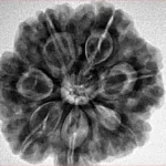 7 Mukhi Rudraksha 26.8mm 6.71gm - Inverse xray