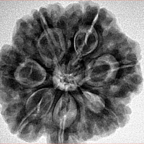 7 Mukhi Rudraksha 26.8mm 6.71gm - Inverse xray