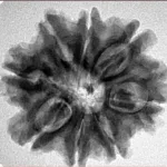 8 Mukhi Rudraksha 26.6mm 4.94gm - Inverse xray