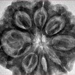 8 Mukhi Rudraksha 32.5mm 8.29gm - Inverse xray