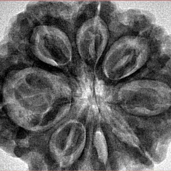 8 Mukhi Rudraksha 32.5mm 8.29gm - Inverse xray