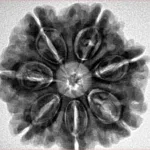 7 Mukhi Rudraksha 26.6mm 6.41gm - Inverse xray
