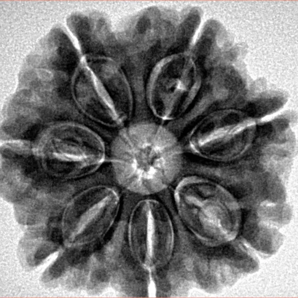 7 Mukhi Rudraksha 26.6mm 6.41gm - Inverse xray