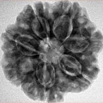7 Mukhi Rudraksha 25.6mm 5.39gm - Inverse xray