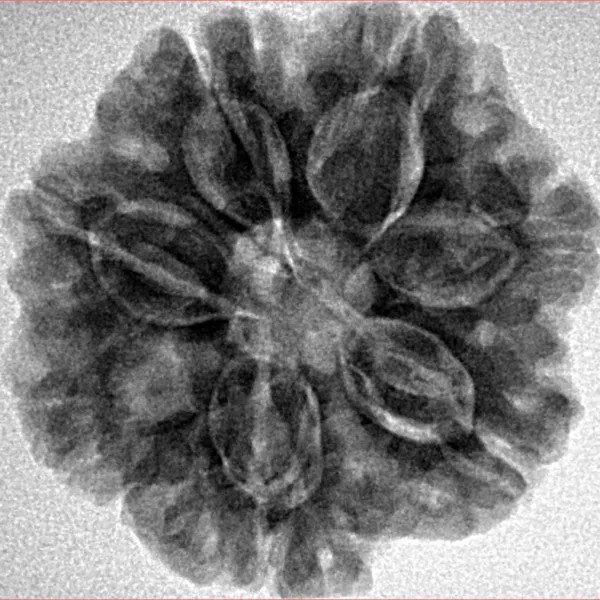 7 Mukhi Rudraksha 25.6mm 5.39gm - Inverse xray
