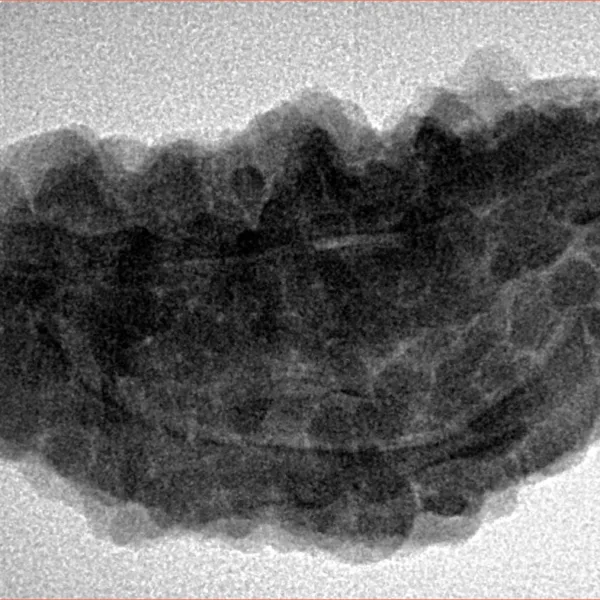 1 Mukhi Rudraksha 33.8mm 6.6gm - Inverse xray