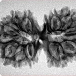 13 Mukhi Gaurishankar 33.9mm 4.61gm - Inverse xray