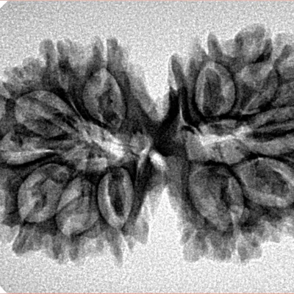 13 Mukhi Gaurishankar 33.9mm 4.61gm - Inverse xray