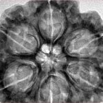 6 Mukhi Rudraksha 32.8mm 8.87gm - Inverse xray