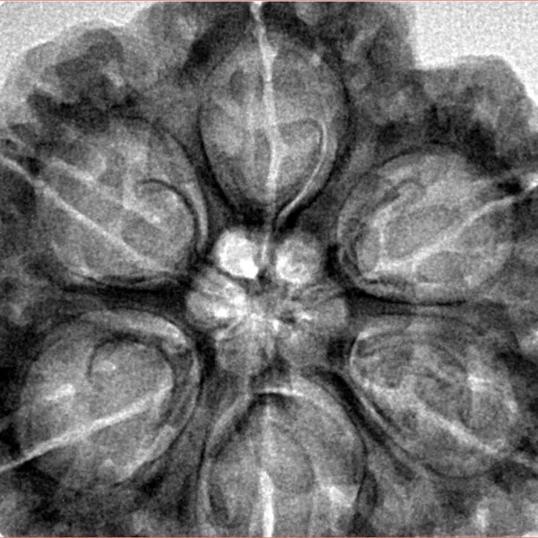 6 Mukhi Rudraksha 32.8mm 8.87gm - Inverse xray