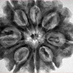 8 Mukhi Rudraksha 31.6mm 7.16gm - Inverse xray