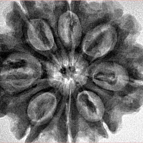 8 Mukhi Rudraksha 31.6mm 7.16gm - Inverse xray