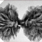9 MK Gaurishankar 36.7mm 5.7gm - Inverse xray